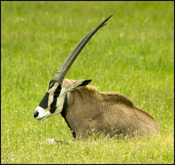 Afrika v Čechách