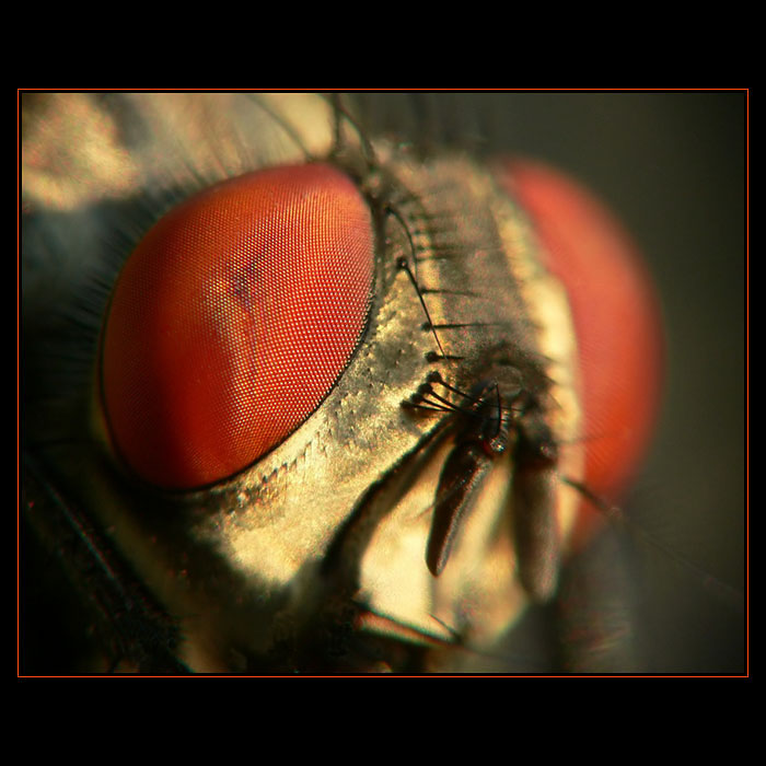 ...red eye...