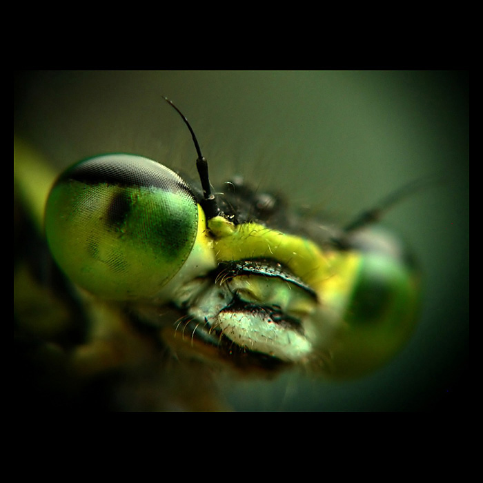 ...kuk 2...