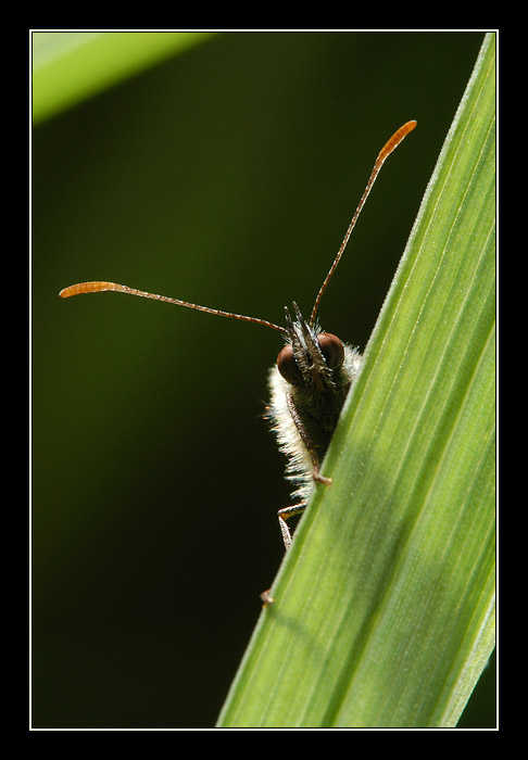 MotýlekII