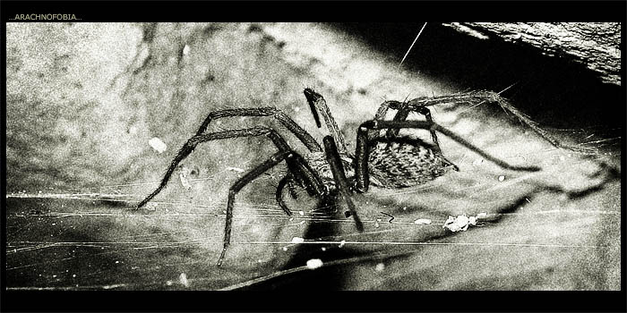 ...ARACHNOFOBIA...