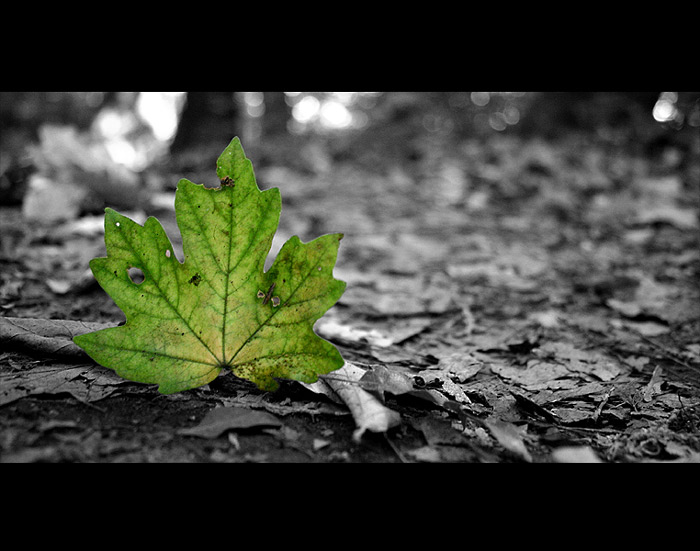 ČIERNOBIELOZELENÝ LES