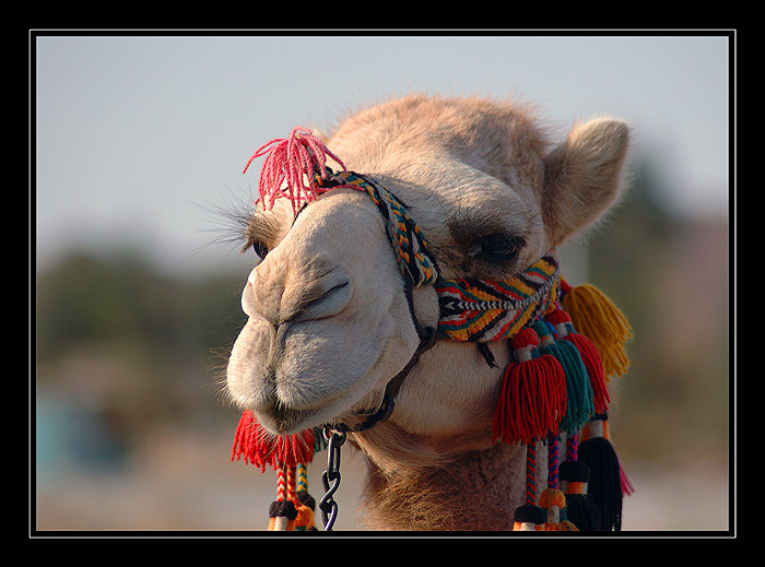 <B>...CAMELUS DROMEDARIUS...<hR>