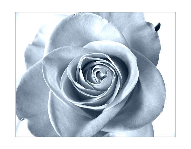 where the wild roses grow