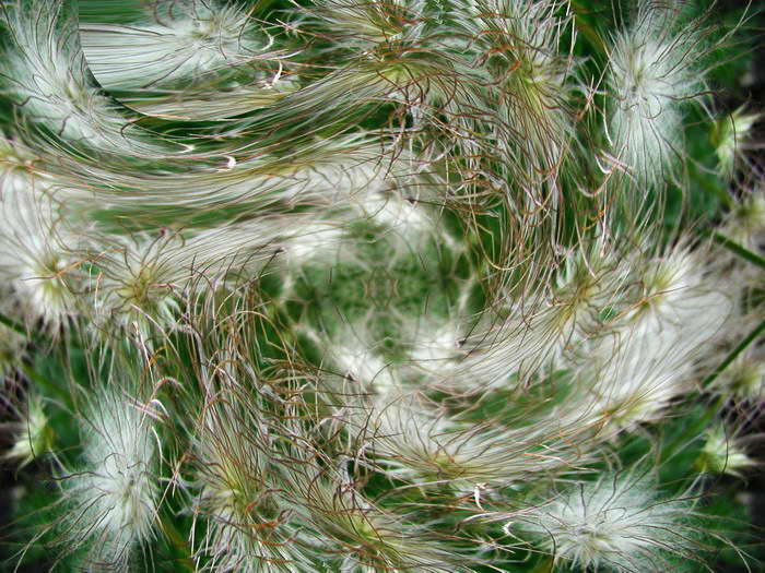 Tanec vetra s kvetinami