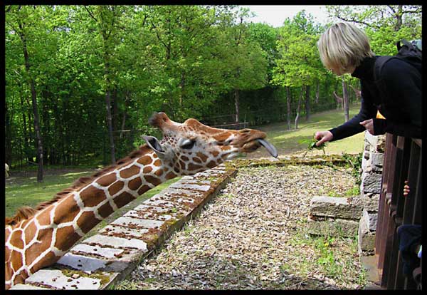 2 žirafy v zoo