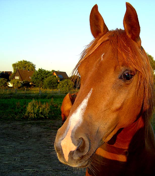 Konik