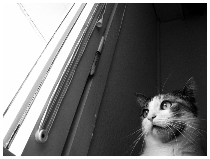 kočičí myšlenky III.