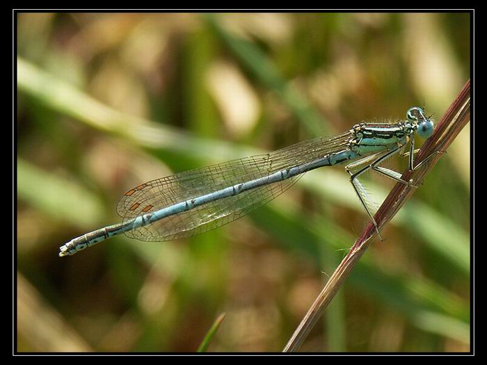 Dragon fly