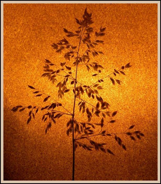 pozdrav alergikům:-) I