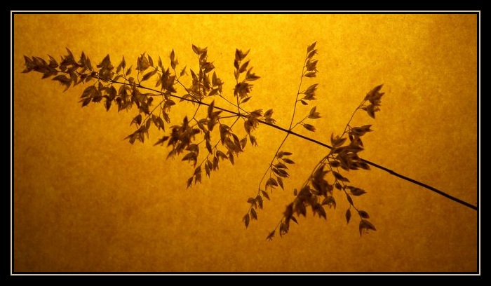 pozdrav alergikům:-) II