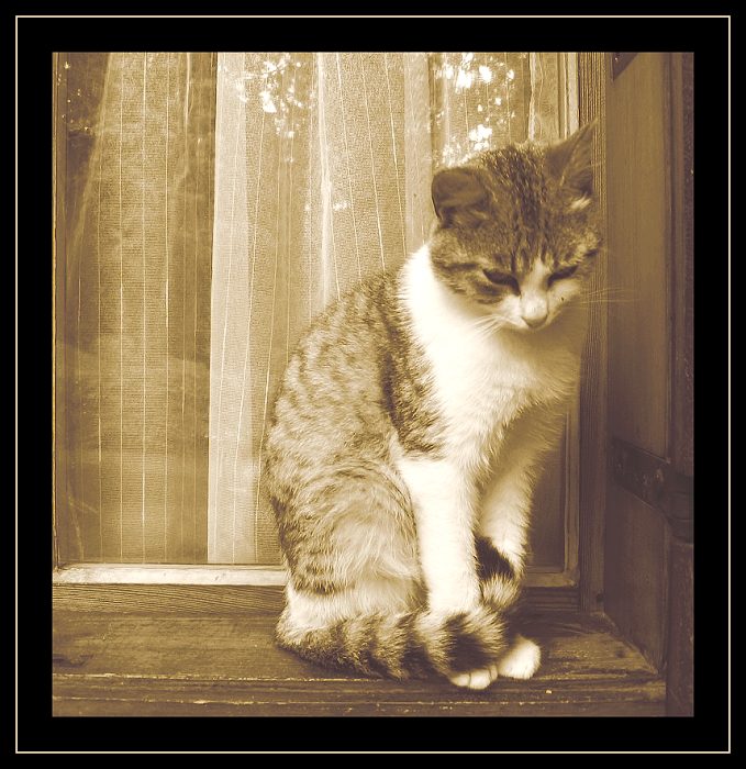 zátiší s kočkou (vlastně kocourem)