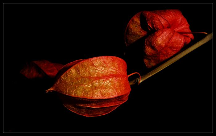 Jsem vubec k focení