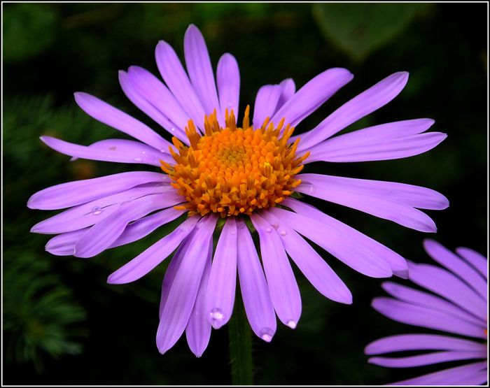 Že jsem krásná sedmikráska?