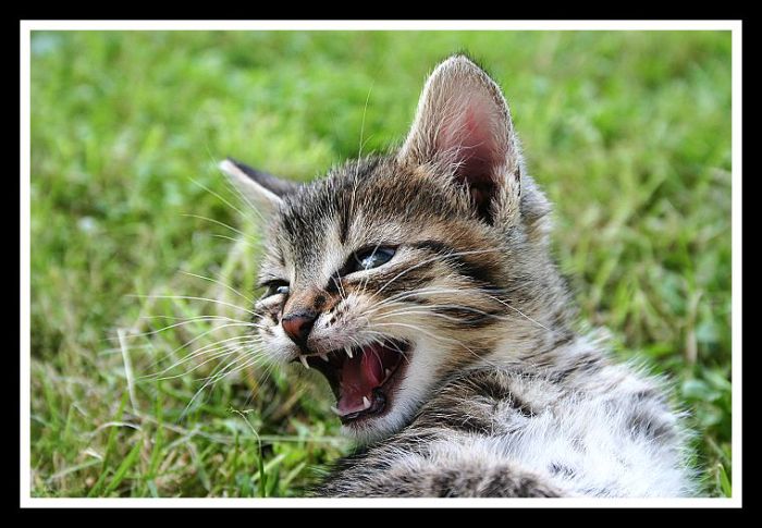 Kočky kemě tady se fotí