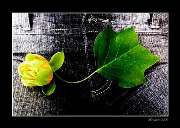 tulipánovník
