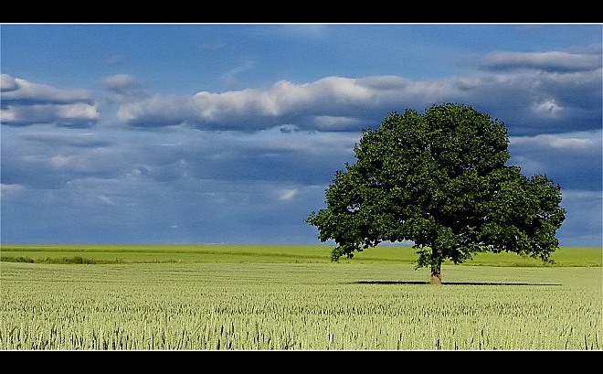 <b>.:Strom v obilí:.</b>