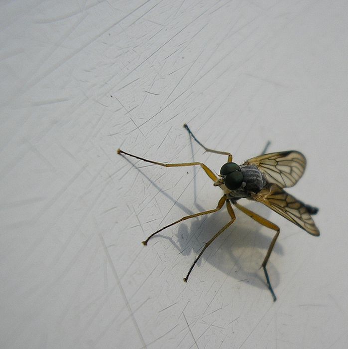 kukadla jak zrcadla