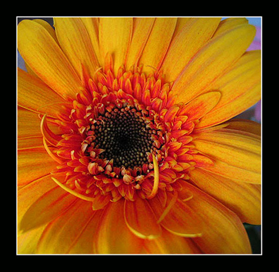 :: kytí ::