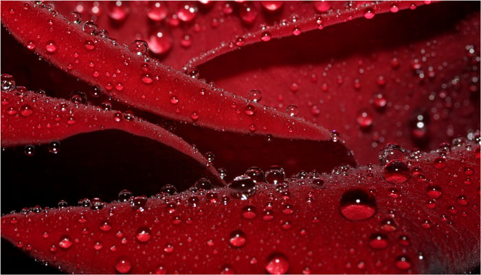 Rose 2