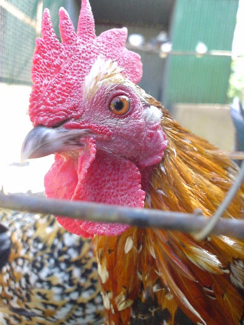 Kohutik Jarabi