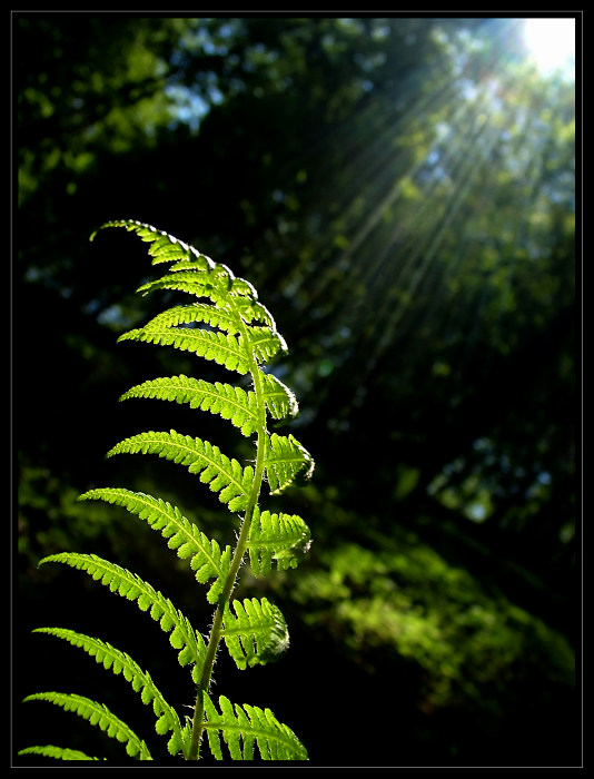 <b>OSVÍCENÁ...</b><hr> <b>