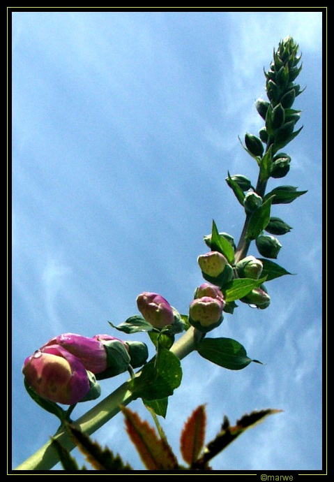 Digitalis