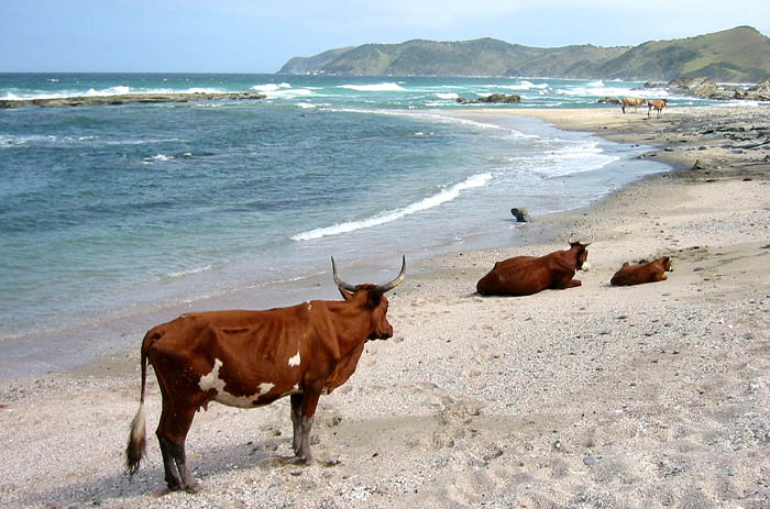 Siesta