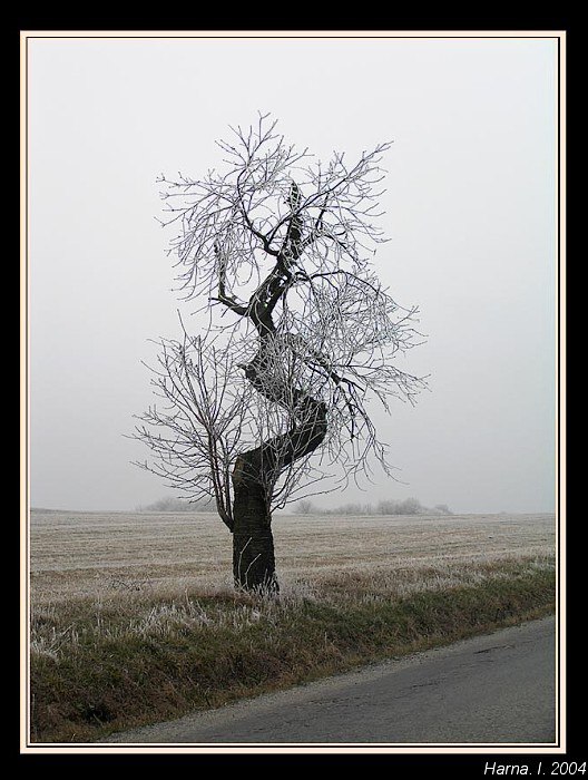 Strom