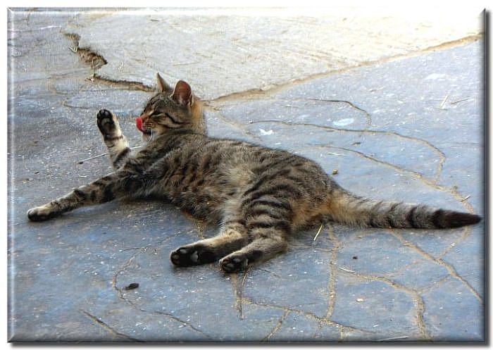 Mačka Sisa Lieskovská