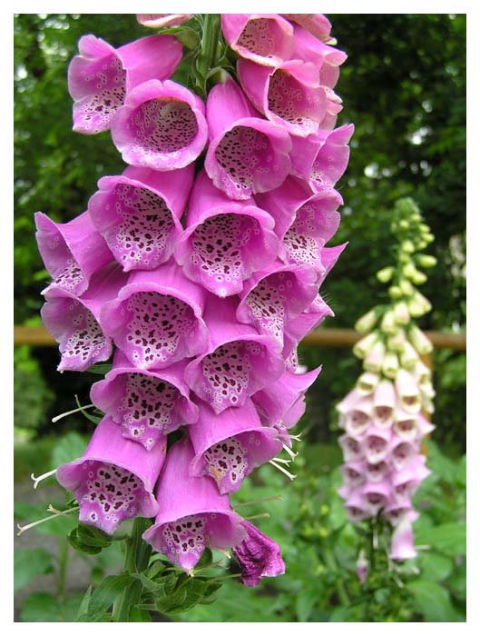 Náprstník- Digitalis purpurea