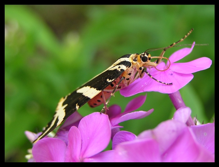 motyl