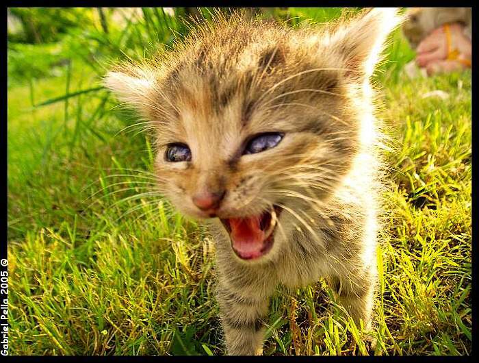 Little tiger