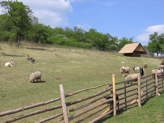 Piknik