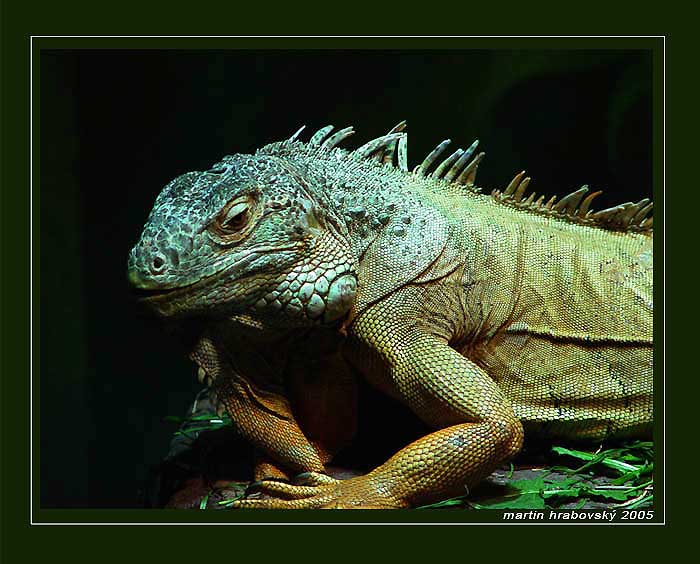 leguan