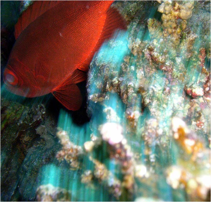 RED FISH