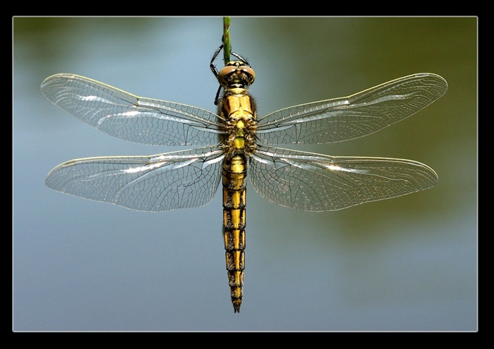 Orthetrum cancellatum - Female