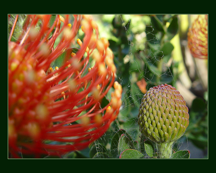 v zajeti pavuciny.....