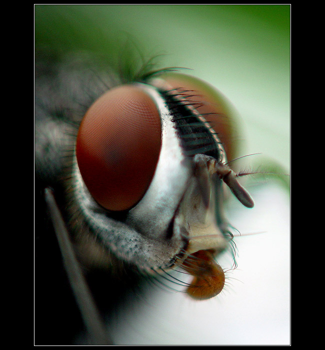 <b> - Blééééé - </b>nevyplazuj ho na mne