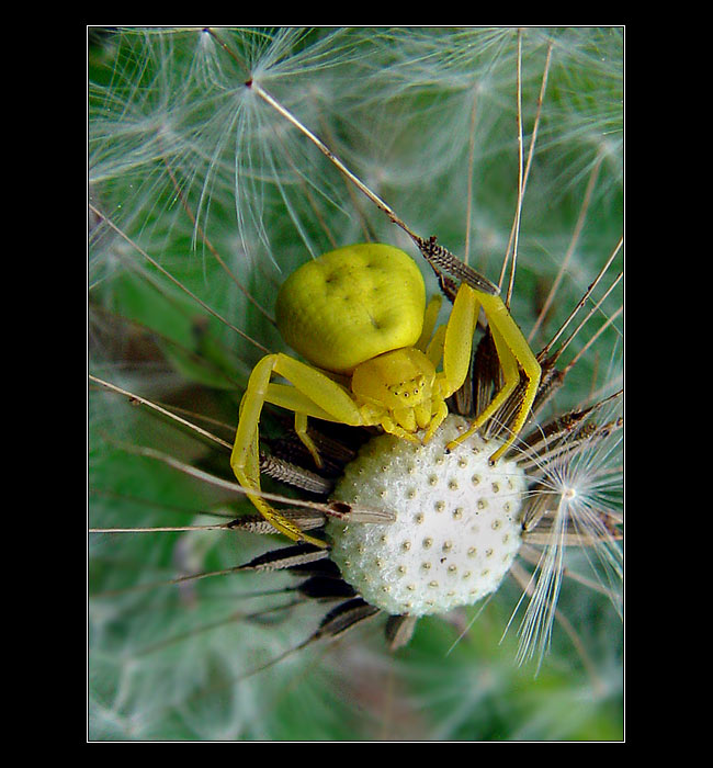 <b> - LOVEC - žltý Dodo</b>