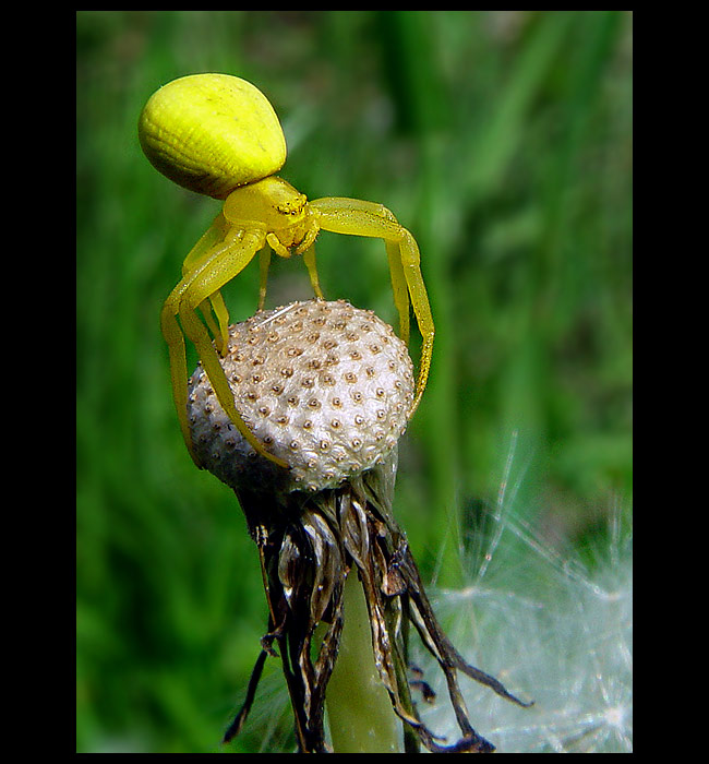 <b> - LOVEC - II. <br> - žltý dodo -</b>