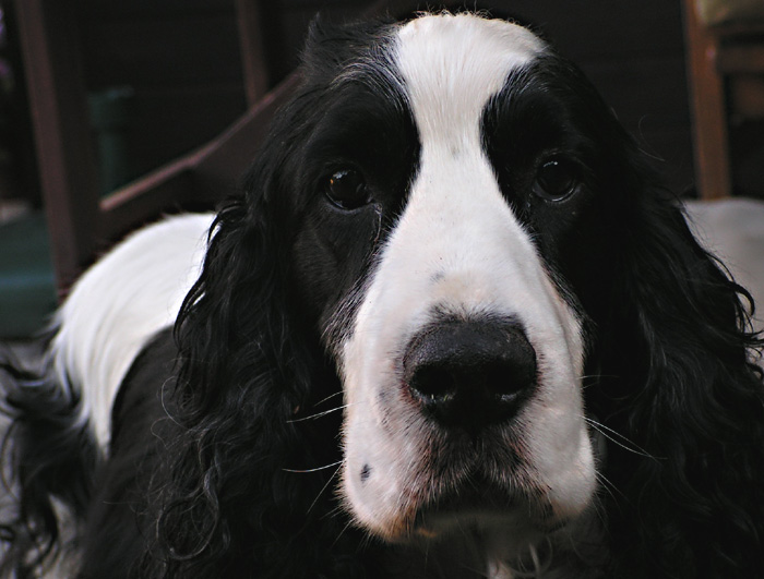 Gaston po X-té.....
