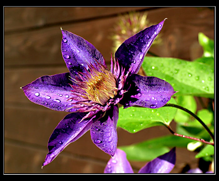 Růže z Jericha....