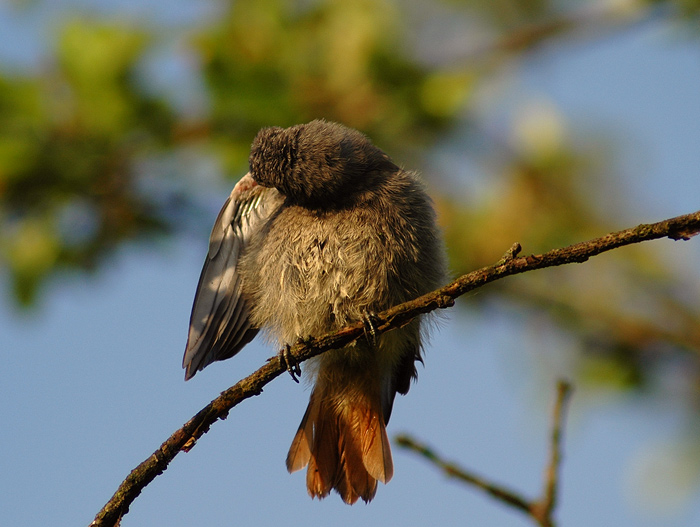 Mladý rehek při ranní očistě