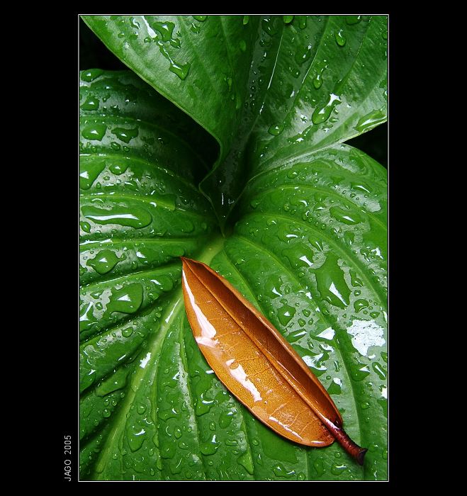 Pluvious leaves ...