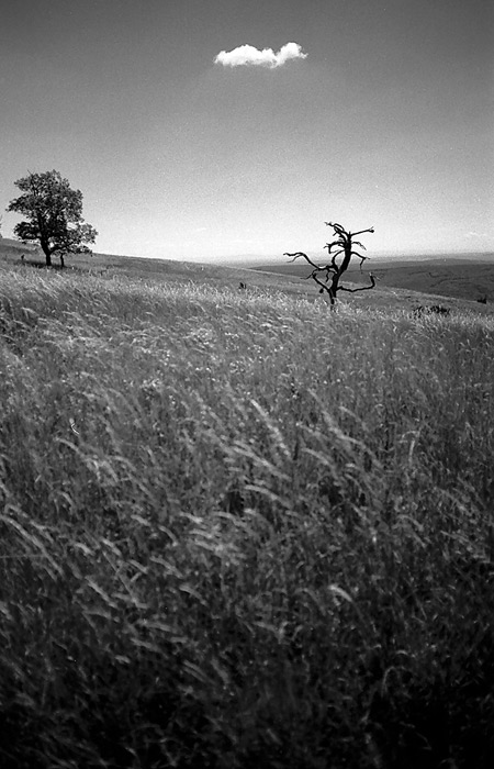 Louka, 2 stromy (jeden suchý) a mráček