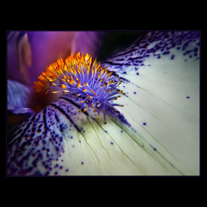 ***IRIS***
