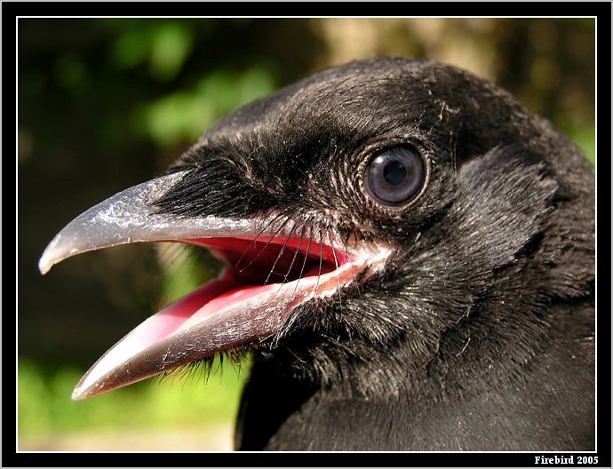 *** kráááááá ***