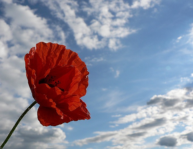 *Papaver rhoeas - mák vlčí*