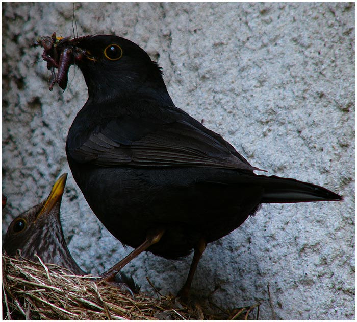 Nečum nám do talíře !!!